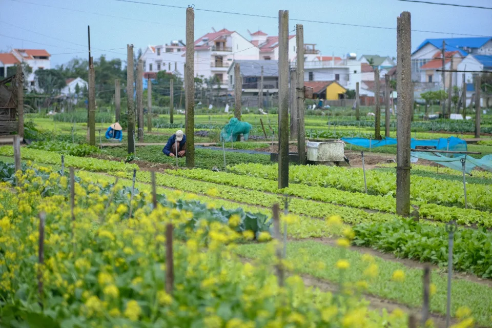 Vườn rau của Phạm Thị Thảo